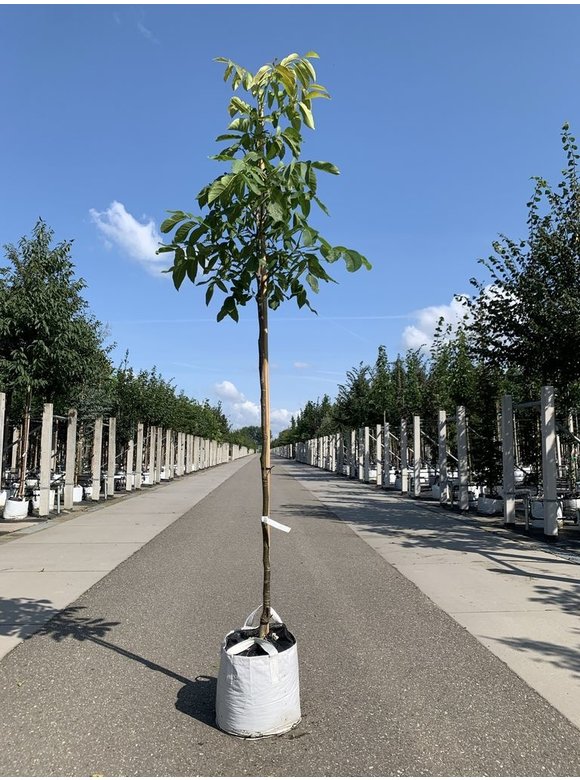 Walnussbaum 'Plovdivski' | Juglans regia 'Plovdiski' Walnussbaum 'Plovdivski' | Juglans regia 'Plovdiski'