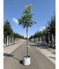 Walnussbaum 'Plovdivski' | Juglans regia 'Plovdiski' Walnussbaum 'Plovdivski' | Juglans regia 'Plovdiski'