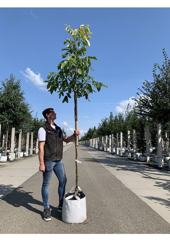 Walnussbaum 'Plovdivski' | Juglans regia 'Plovdiski' Walnussbaum 'Plovdivski' | Juglans regia 'Plovdiski'