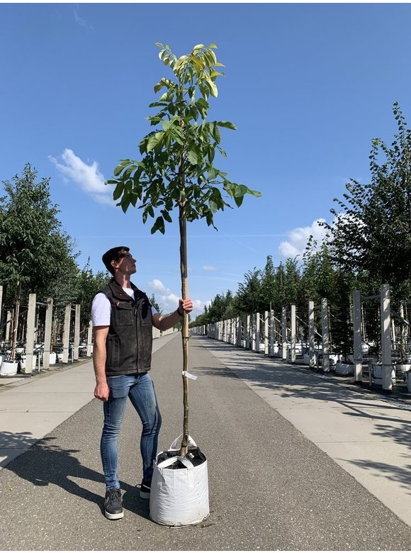 Walnussbaum 'Plovdivski' | Juglans regia 'Plovdiski' Walnussbaum 'Plovdivski' | Juglans regia 'Plovdiski'