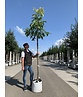 Walnussbaum 'Plovdivski' | Juglans regia 'Plovdiski' Walnussbaum 'Plovdivski' | Juglans regia 'Plovdiski'