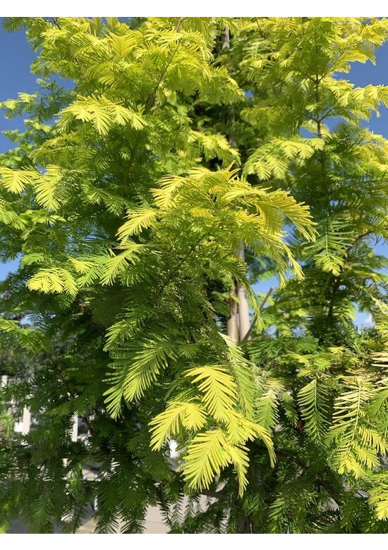 Goldgelber Urwelt-Mammutbaum 'Gold Rush' | Metasequoia glyptostroboides 'Gold Rush'
