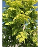 Goldgelber Urwelt-Mammutbaum 'Gold Rush' | Metasequoia glyptostroboides 'Gold Rush'