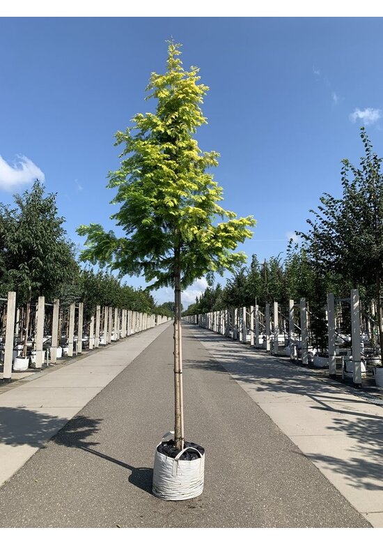 Goldgelber Urwelt-Mammutbaum 'Gold Rush' | Metasequoia glyptostroboides 'Gold Rush'