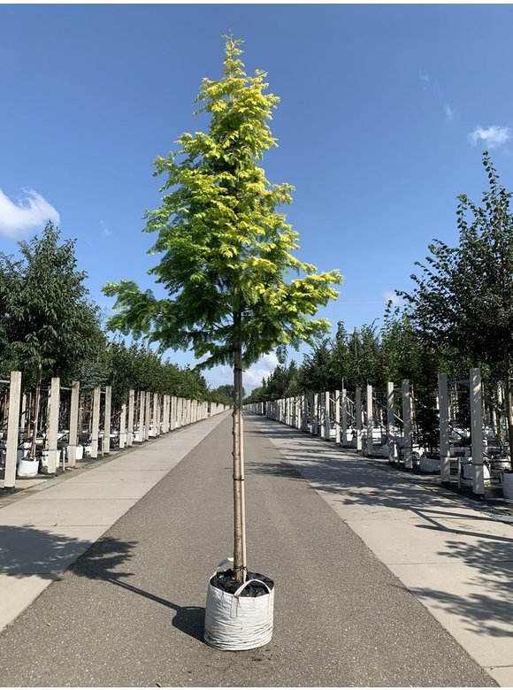 Goldgelber Urwelt-Mammutbaum 'Gold Rush' | Metasequoia glyptostroboides 'Gold Rush' Goldgelber Urwelt-Mammutbaum 'Gold Rush' | Metasequoia glyptostroboides 'Gold Rush'