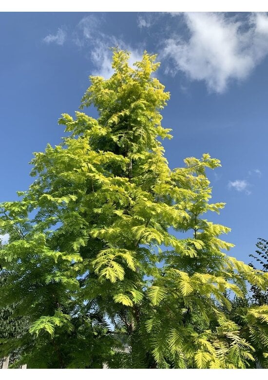 Goldgelber Urwelt-Mammutbaum 'Gold Rush' | Metasequoia glyptostroboides 'Gold Rush'