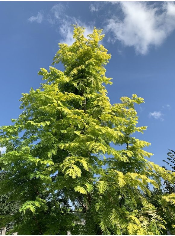 Goldgelber Urwelt-Mammutbaum 'Gold Rush' | Metasequoia glyptostroboides 'Gold Rush' Goldgelber Urwelt-Mammutbaum 'Gold Rush' | Metasequoia glyptostroboides 'Gold Rush'