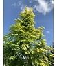 Goldgelber Urwelt-Mammutbaum 'Gold Rush' | Metasequoia glyptostroboides 'Gold Rush'