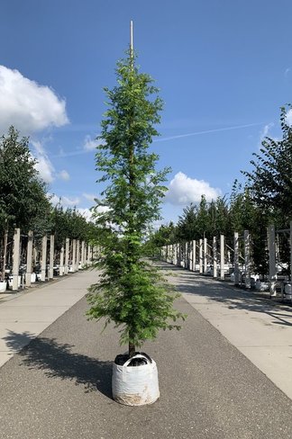 Urweltmammutbaum - Stammbusch | Metasequoia glyptostroboides