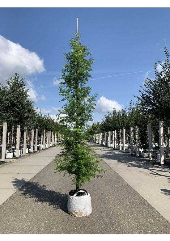 Urweltmammutbaum - Stammbusch | Metasequoia glyptostroboides