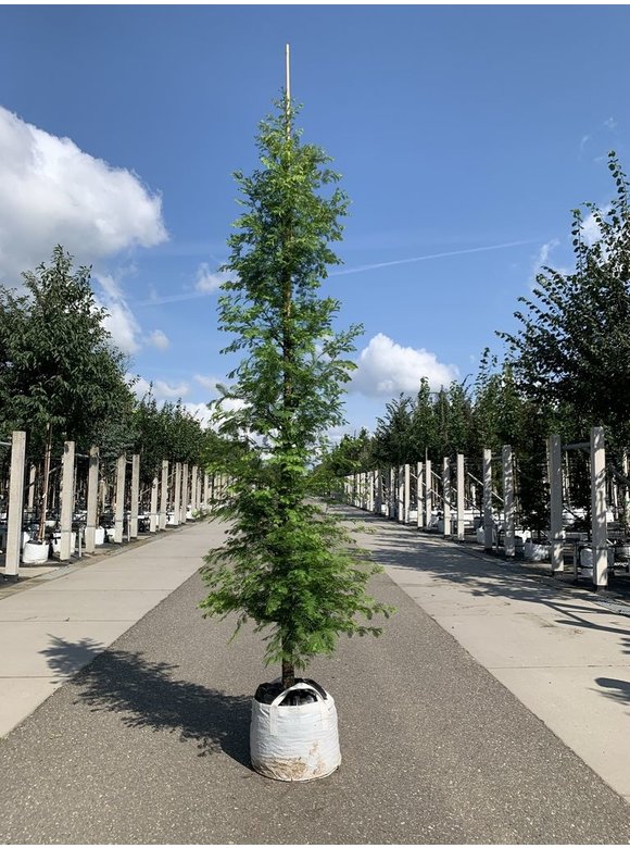 Urweltmammutbaum - Chinesisches Rotholz - Wassertanne - Stammbusch | Metasequoia glyptostroboides Urweltmammutbaum - Chinesisches Rotholz - Wassertanne - Stammbusch | Metasequoia glyptostroboides