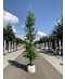 Urweltmammutbaum - Stammbusch | Metasequoia glyptostroboides