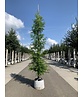 Urweltmammutbaum - Stammbusch | Metasequoia glyptostroboides