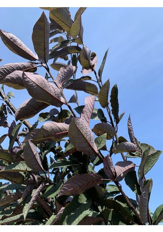 Traubenkirsche 'Colorata' | Prunus padus 'Colorata'