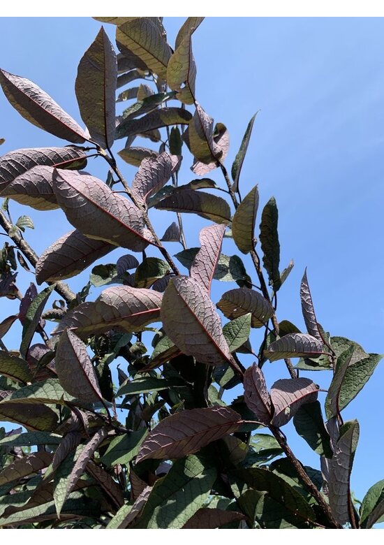 Traubenkirsche 'Colorata' | Prunus padus 'Colorata'