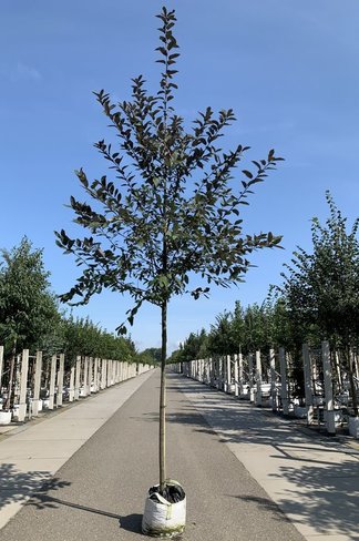 Traubenkirsche 'Colorata' | Prunus padus 'Colorata' Traubenkirsche 'Colorata' | Prunus padus 'Colorata'