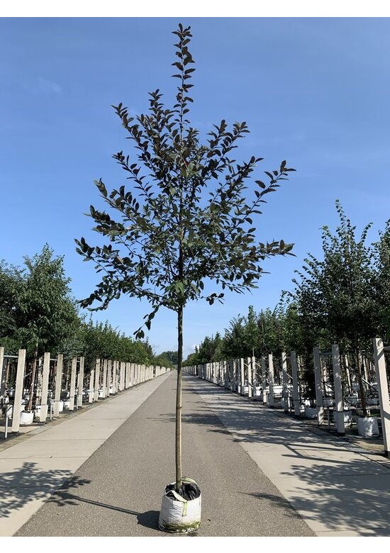 Traubenkirsche 'Colorata' | Prunus padus 'Colorata'