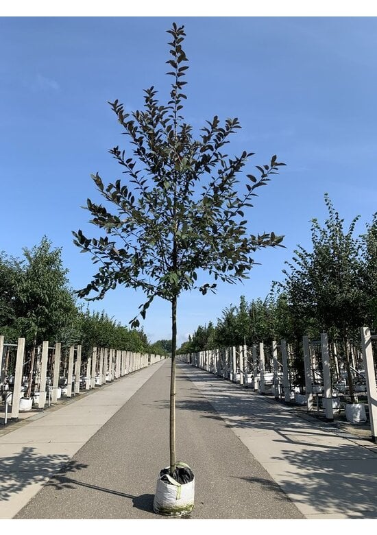 Traubenkirsche 'Colorata' | Prunus padus 'Colorata'