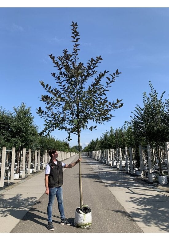 Traubenkirsche 'Colorata' | Prunus padus 'Colorata'