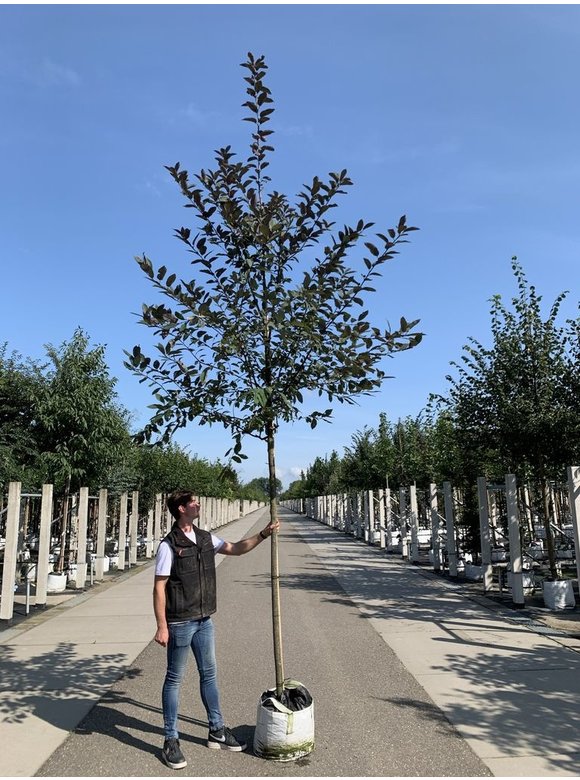 Trauben-Kirsche 'Colorata' | Prunus padus 'Colorata' Trauben-Kirsche 'Colorata' | Prunus padus 'Colorata'