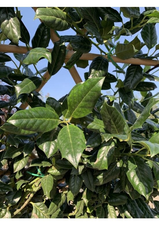 Stechpalme Spalier | Ilex mutchagara 'Nellie R.Stevens'