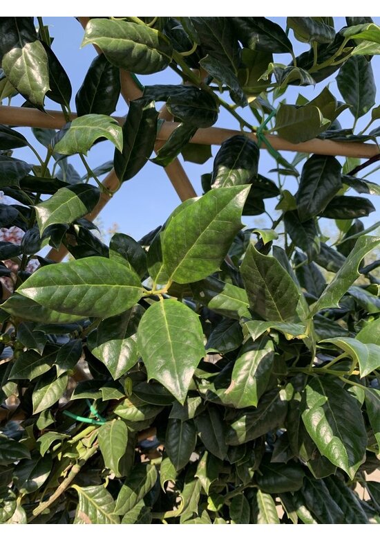 Stechpalme 'Nellie R.Stevens' - Spalierbaum | Ilex mutchagara 'Nellie R.Stevens'