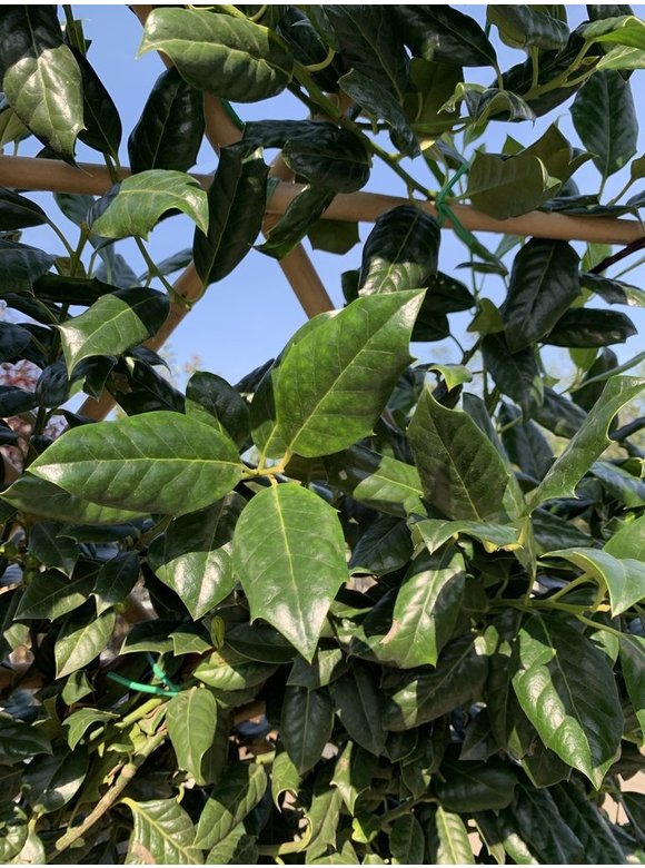 Stechpalme 'Nellie R.Stevens' - Spalierbaum | Ilex mutchagara 'Nellie R.Stevens' Stechpalme 'Nellie R.Stevens' - Spalierbaum | Ilex mutchagara 'Nellie R.Stevens'