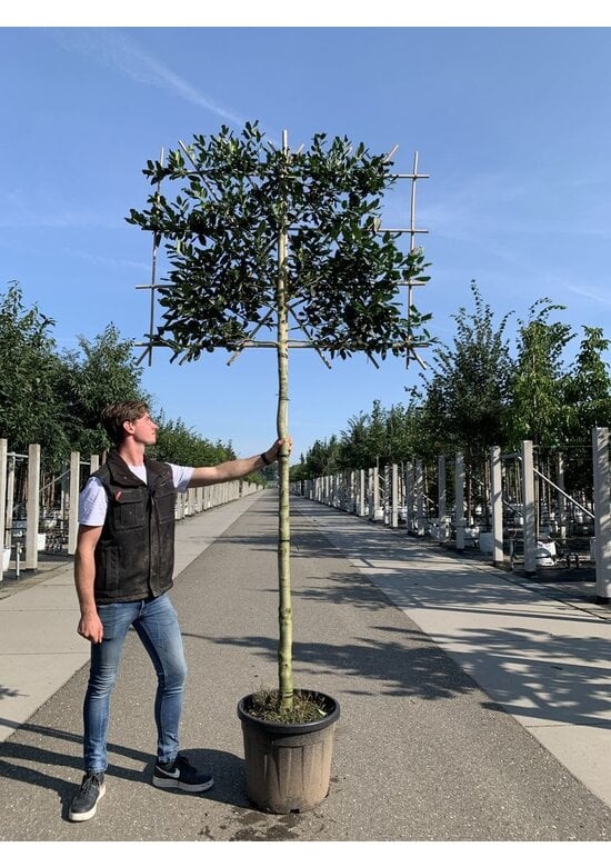 Stechpalme Spalier | Ilex mutchagara 'Nellie R.Stevens'