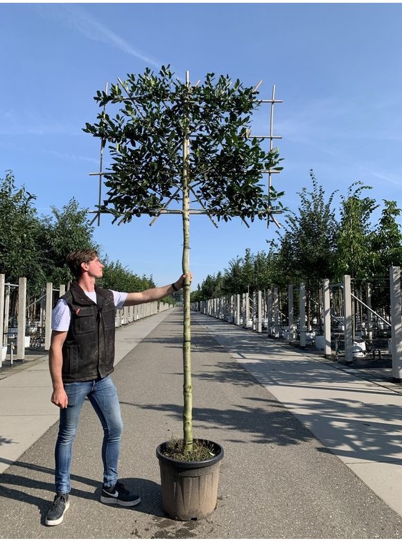 Stechpalme 'Nellie R.Stevens' - Spalierbaum | Ilex mutchagara 'Nellie R.Stevens' Stechpalme 'Nellie R.Stevens' - Spalierbaum | Ilex mutchagara 'Nellie R.Stevens'