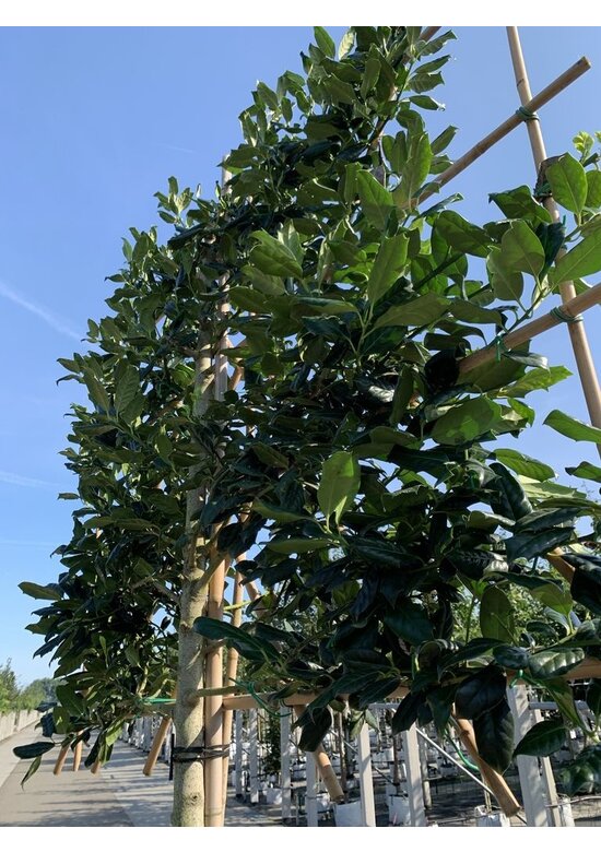 Stechpalme 'Nellie R.Stevens' - Spalierbaum | Ilex mutchagara 'Nellie R.Stevens'