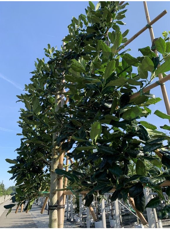Stechpalme 'Nellie R.Stevens' - Spalierbaum | Ilex mutchagara 'Nellie R.Stevens' Stechpalme 'Nellie R.Stevens' - Spalierbaum | Ilex mutchagara 'Nellie R.Stevens'