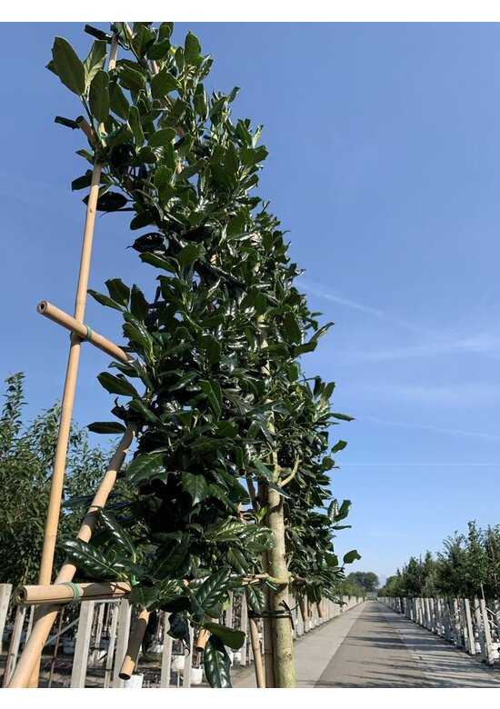 Stechpalme 'Nellie R.Stevens' - Spalierbaum | Ilex mutchagara 'Nellie R.Stevens'