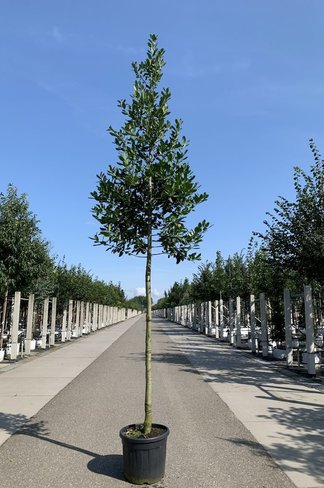 Ilex Baum Nellie R.Stevens | Ilex mutchagara 'Nellie R.Stevens'