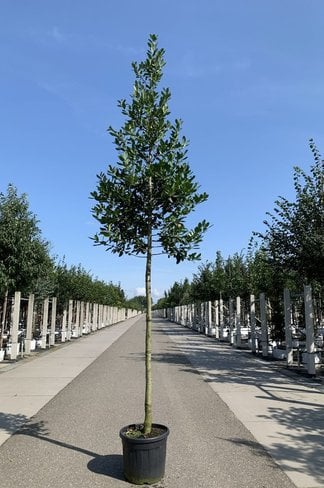 Ilex Baum Nellie R.Stevens | Ilex mutchagara 'Nellie R.Stevens' Ilex Baum Nellie R.Stevens | Ilex mutchagara 'Nellie R.Stevens'