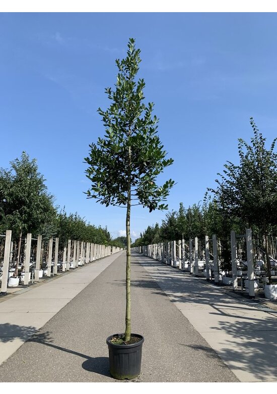 Ilex Baum Nellie R.Stevens | Ilex mutchagara 'Nellie R.Stevens' Ilex Baum Nellie R.Stevens | Ilex mutchagara 'Nellie R.Stevens'