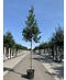 Venovi GmbH Ilex Baum Nellie R.Stevens | Ilex mutchagara 'Nellie R.Stevens'