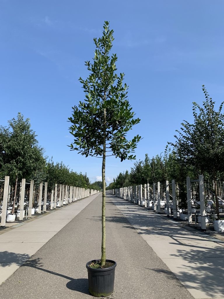 Ilex Baum kaufen? Online bei Baumschule Venovi Venovi