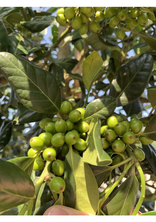 Ilex Baum Nellie R.Stevens | Ilex mutchagara 'Nellie R.Stevens'