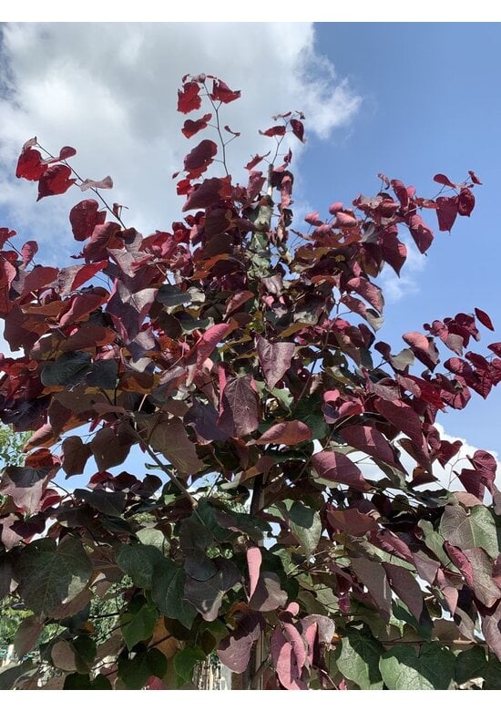 Judasbaum 'Forest Pansy' Hochstamm | Cercis canadensis 'Forest Pansy'