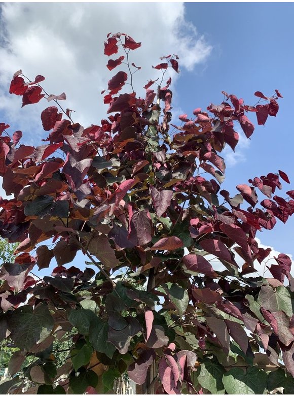 Kanadischer Judasbaum 'Forest Pansy' | Cercis canadensis 'Forest Pansy' Kanadischer Judasbaum 'Forest Pansy' | Cercis canadensis 'Forest Pansy'