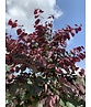 Judasbaum 'Forest Pansy' Hochstamm | Cercis canadensis 'Forest Pansy'