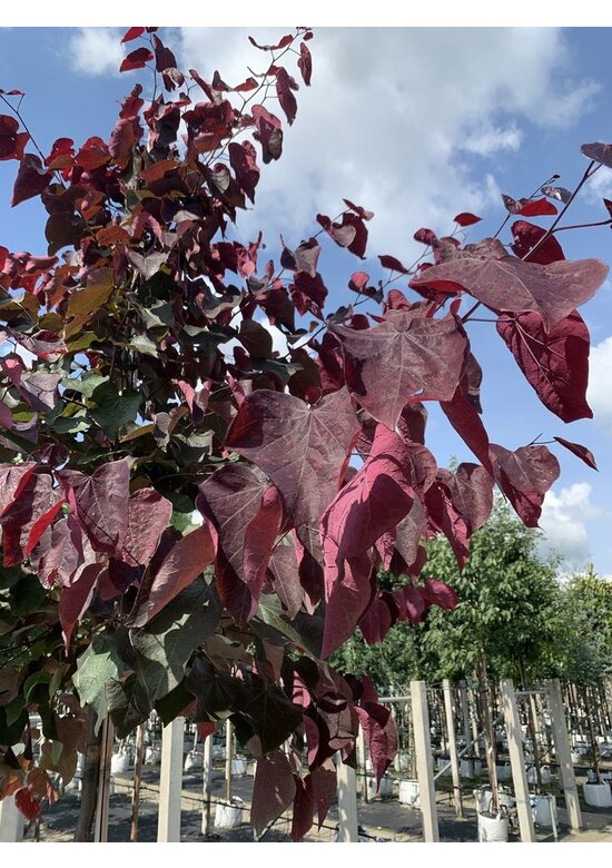 Judasbaum 'Forest Pansy' Hochstamm | Cercis canadensis 'Forest Pansy'