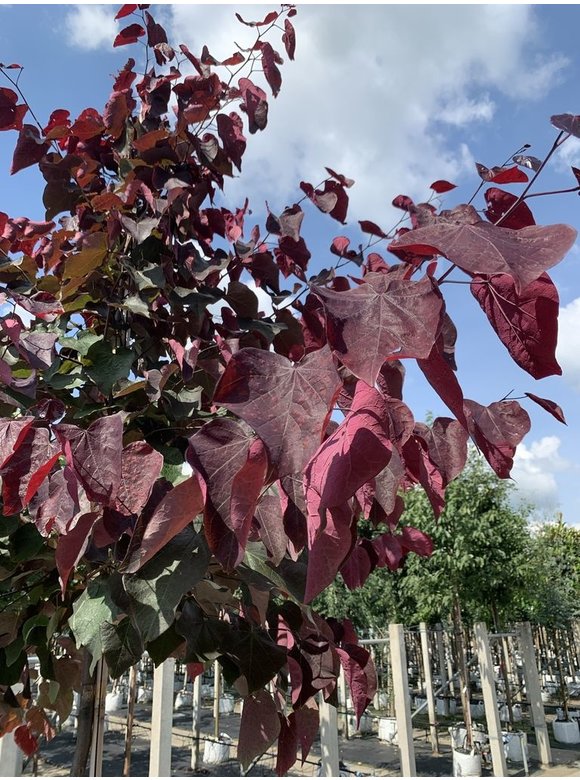 Kanadischer Judasbaum 'Forest Pansy' | Cercis canadensis 'Forest Pansy' Kanadischer Judasbaum 'Forest Pansy' | Cercis canadensis 'Forest Pansy'