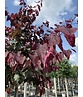 Judasbaum 'Forest Pansy' Hochstamm | Cercis canadensis 'Forest Pansy'