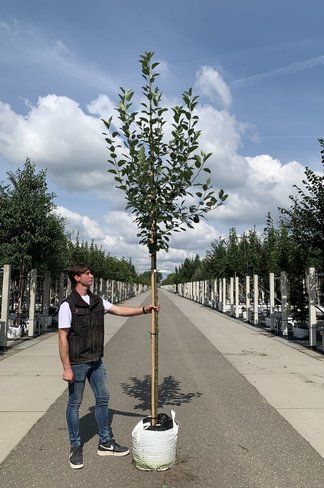 Apfelbaum 'James Grieve' | Malus domestica 'James Grieve'