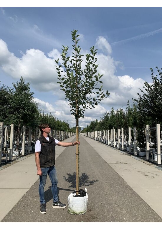 Apfelbaum 'James Grieve' | Malus domestica 'James Grieve'