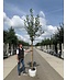 Apfelbaum 'James Grieve' | Malus domestica 'James Grieve'