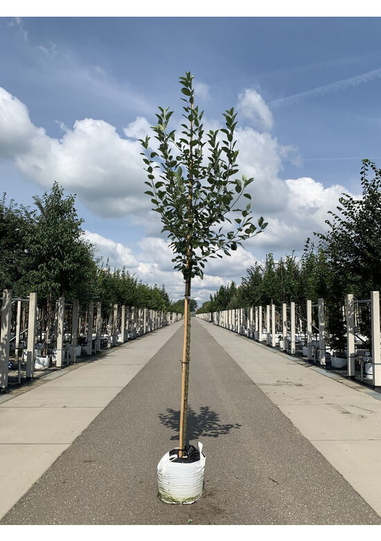 Apfelbaum 'James Grieve' | Malus domestica 'James Grieve'