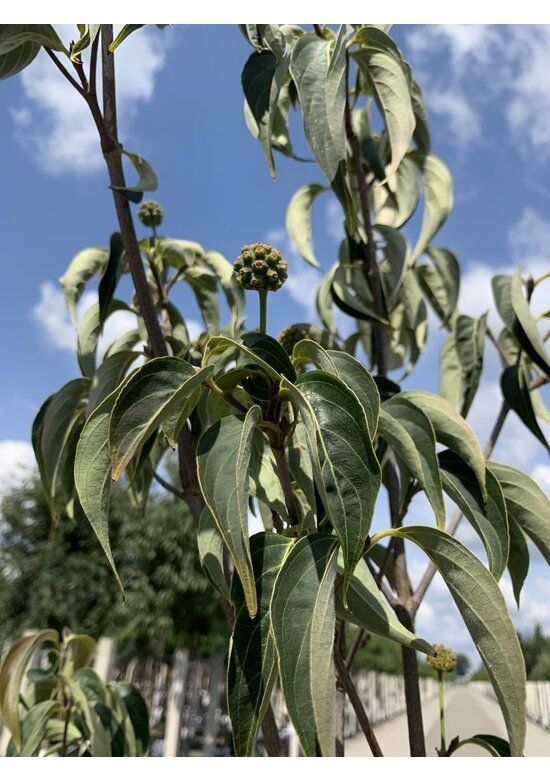 Chinesischer Blumenhartriegel 'Chinensis' - Mehrstämmig | Cornus kousa 'Chinensis'