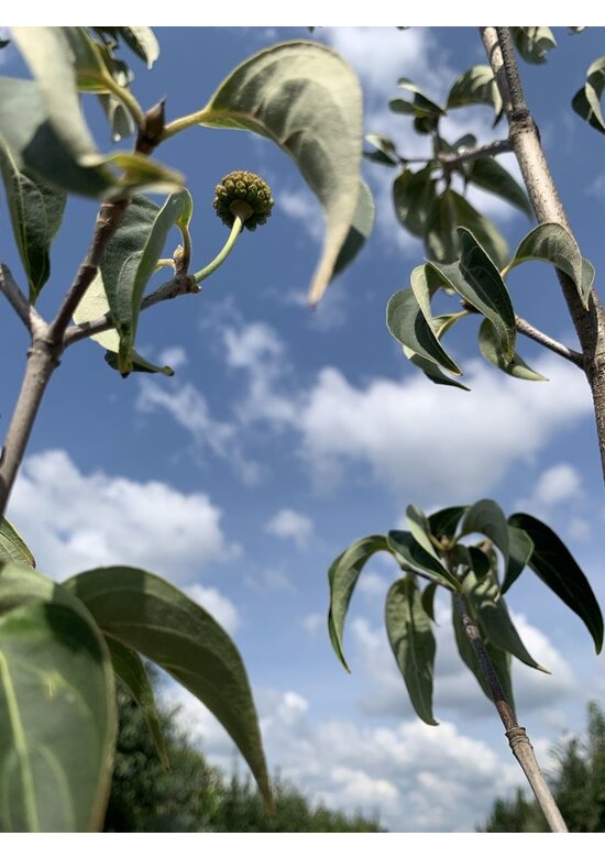 Chinesischer Blumenhartriegel 'Chinensis' - Mehrstämmig | Cornus kousa 'Chinensis'